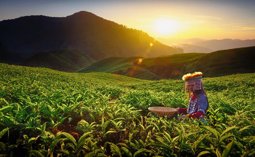 BOH Tea Plantation Cameron Highlands Tour